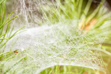 Sonbahar web'lerde çam ağacı, bir ağaç üzerinde çiy damlacıkları. Yaz bitti.