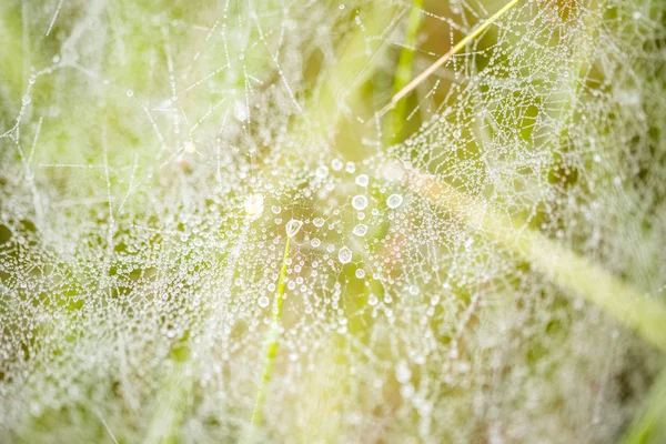 Autumn Webs Pine Tree Droplets Dew Tree Summer — Stock Photo, Image