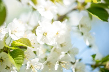 Güzel kiraz manzara. bahar yakında kiraz çiçekleri mavi gökyüzü karşı geliyor