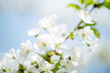 Güzel kiraz manzara. bahar yakında kiraz çiçekleri mavi gökyüzü karşı geliyor