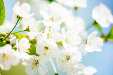 Güzel kiraz manzara. bahar yakında kiraz çiçekleri mavi gökyüzü karşı geliyor