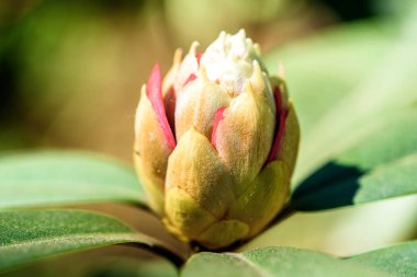 Bahçe şakayık büyük güzel pembe tomurcuğu. Bahar zaten. Yaz yakında geliyor