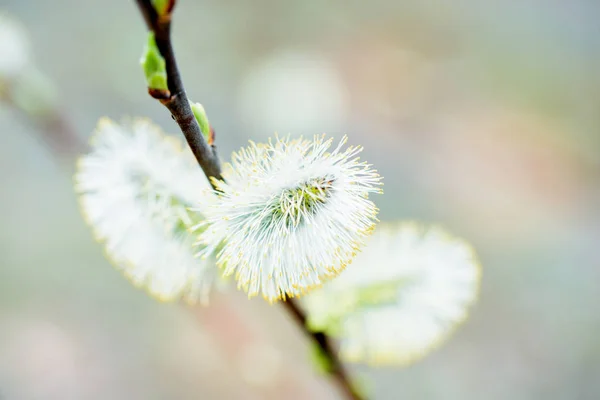 Blurred Spring Background Young Branches Leaves Buds Willow Branches Symbol — Stock Photo, Image