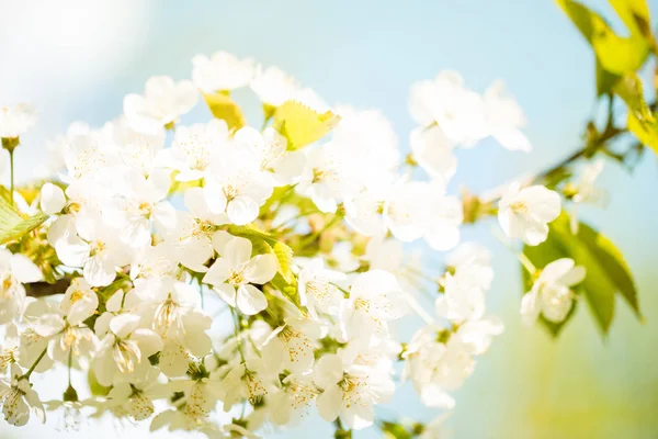 Piękny Krajobraz Wiśnia Wiosna Zbliża Się Wkrótce Wiśnia Kwiaty Przeciw — Zdjęcie stockowe