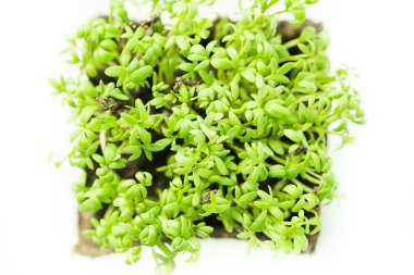 Çocuk çizim su renk boyalar bir kağıt, çocuk çizim suluboya kuş ördek yavrusu, parmak parmak ve parmak, fırçalar ve renkler renkli guaş serisi