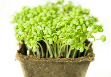 Çocuk çizim su renk boyalar bir kağıt, çocuk çizim suluboya kuş ördek yavrusu, parmak parmak ve parmak, fırçalar ve renkler renkli guaş serisi