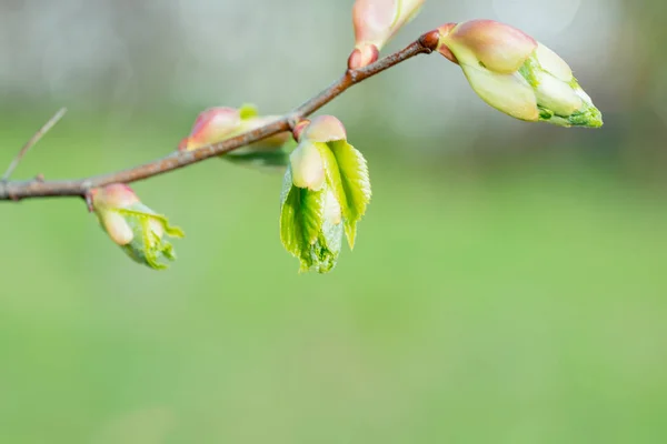 Tree Branch Buds Background Spring Summer Copy Space — Stock Photo, Image