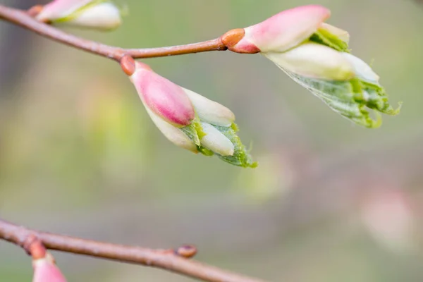 Tree Branch Buds Background Spring Summer Copy Space — Stock Photo, Image