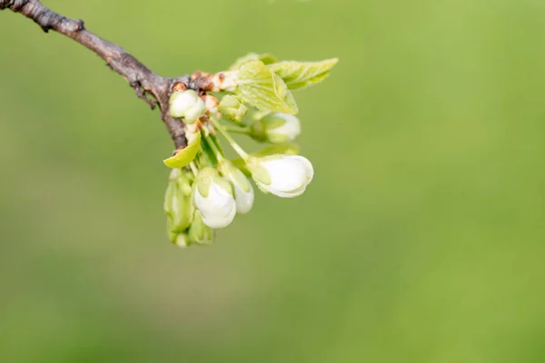 Jarní Kvetoucí Třešeň Bílé Květy Zblízka Selektivní Soustředění Mělká Hloubka — Stock fotografie