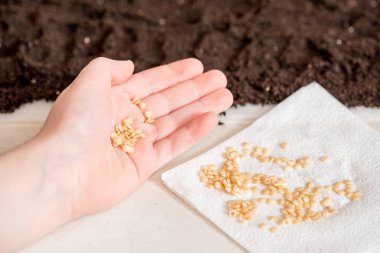 Domates tohumları toprağa kenarında dikimi için hazır ekmek. tatlı biber tohumları tutan el