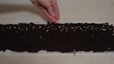 bitki tohumları toprak. Bir çiftçi kadın eli fidan için tatlı biber tohumları sows