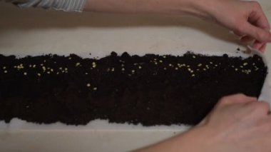 bitki tohumları toprak. Bir çiftçi kadın eli fidan için tatlı biber tohumları sows