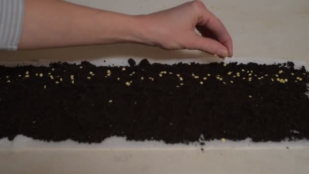 把种子种在土壤里 一个农妇的手播种甜椒的种子育苗 — 图库视频影像