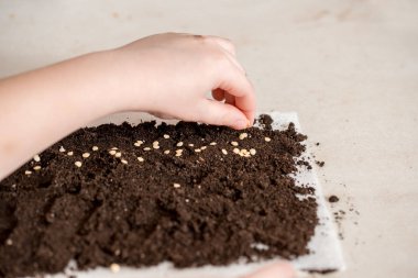 Domates tohumları toprağa kenarında dikimi için hazır ekmek. tatlı biber tohumları tutan el