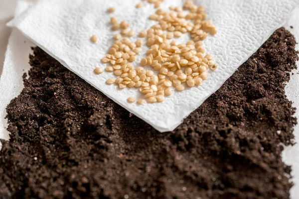 Close up farmer hand sawing seed on back soil with sunlight background. sowing seeds in the ground in spring. Seeds of sweet pepper. seedlings on the windowsill. copy space