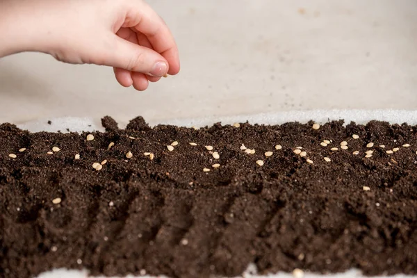 Hand holding tomato seeds ready to sow. Seeds of sweet pepper in the ground for planting on the windowsill