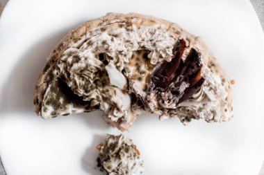 Turuncu kek mantar büyüme. Gri arka plan. Seçici odak.