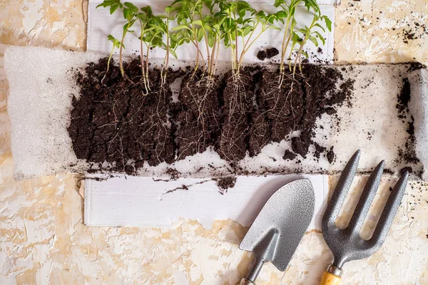 Secuencia de germinación de semillas en el suelo, concepto de evolución — Foto de Stock