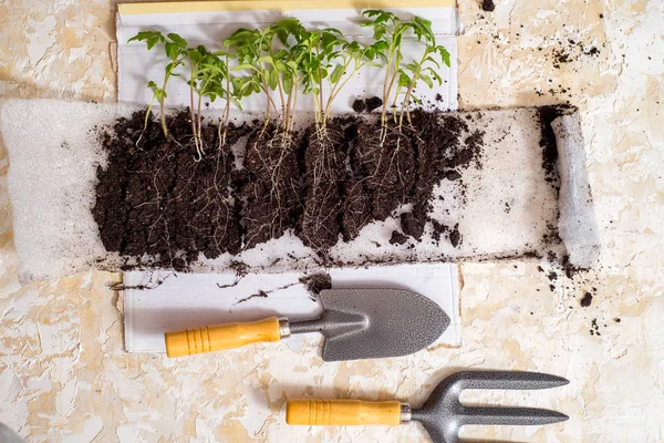 Secuencia de germinación de semillas en el suelo, concepto de evolución — Foto de Stock