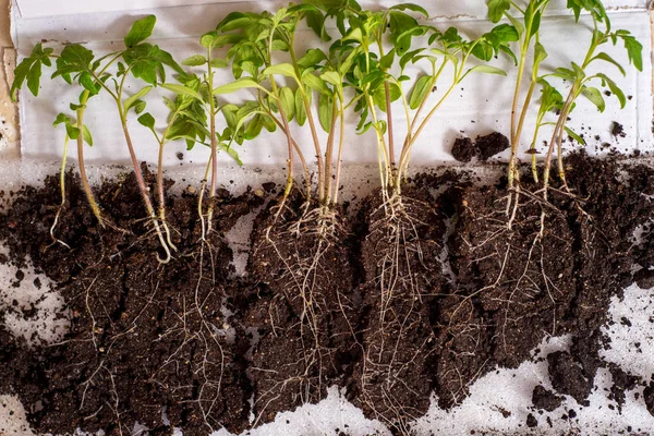 Secuencia de germinación de semillas en el suelo, concepto de evolución — Foto de Stock