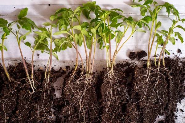 Secuencia de germinación de semillas en el suelo, concepto de evolución — Foto de Stock