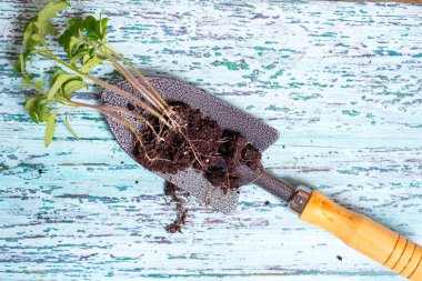 Çiçek ve sebze retro ahşap zemin üzerine fidan ile eski sulama olabilir. Vintage ev bahçe ve nesneleri, dikim bahar zaman ve tarım arka plan