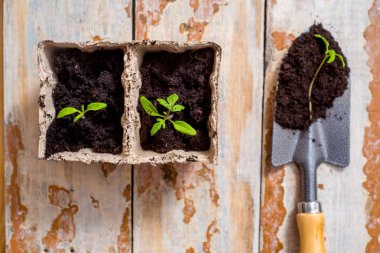 Çiçek ve sebze retro ahşap zemin üzerine fidan ile eski sulama olabilir. Vintage ev bahçe ve nesneleri, dikim bahar zaman ve tarım arka plan