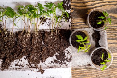 Tohum çimlenme topraklarında, evrim kavramı dizisi