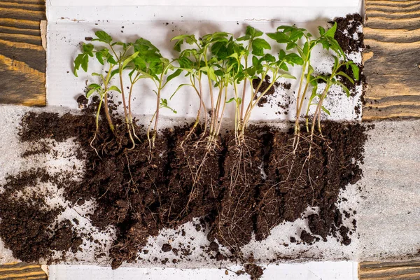 Sequência de germinação de sementes no solo, conceito de evolução — Fotografia de Stock