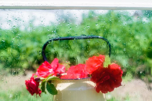 Cosmos flowers in the rain under a wet glass.spring background.