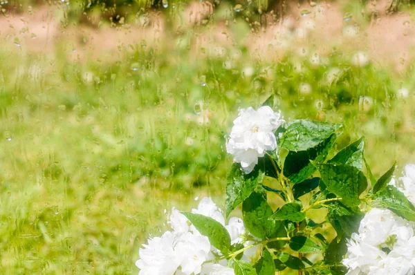 Flores y guirnaldas detrás del vidrio mojado. Ventana húmeda. Gotas de agua en el vaso. Luces borrosas. Superficie transparente húmeda . — Foto de Stock