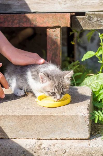 Gato gris bebiendo leche del plato —  Fotos de Stock