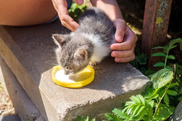 Graue Katze trinkt Milch vom Teller — Stockfoto