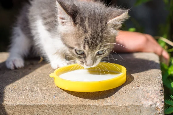 Graue Katze trinkt Milch vom Teller — Stockfoto