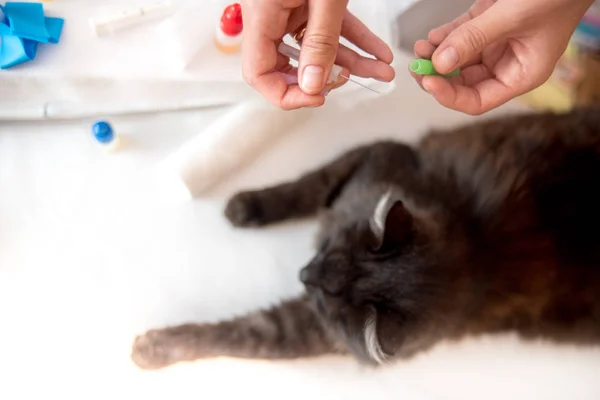 Tierarzt untersucht Katze in Chirurgie — Stockfoto