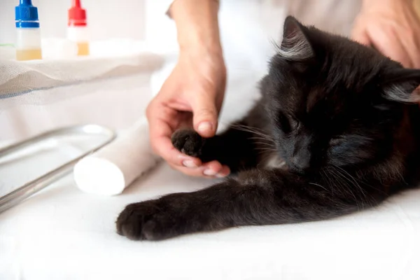 Male Veterinary Surgeon Examining Cat In Surgery