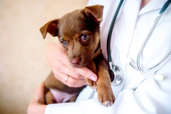 De dierenarts onderzoekt een pup in het ziekenhuis. de kleine hond werd ziek. puppy in de handen van een veteraan arts. — Stockfoto