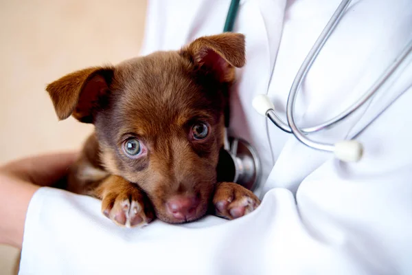 De dierenarts onderzoekt een pup in het ziekenhuis. de kleine hond werd ziek. puppy in de handen van een veteraan arts. — Stockfoto