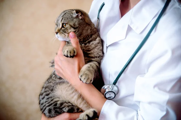 Cropped image of beautiful female doctor veterinarian is holding cute white cat on hands at vet clinic and smiling. — Stock Photo, Image