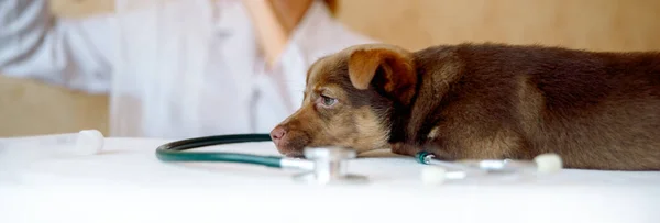 Kadın veteriner klinikte Spitz köpek sağlık muayene