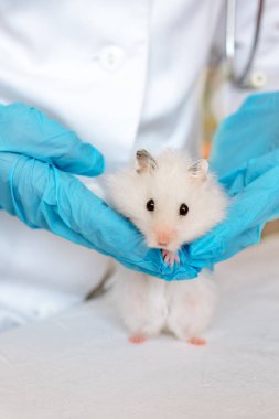 Veteriner Doktor bir onay küçük bir hamster uyduruyor. Veteriner kavramı.