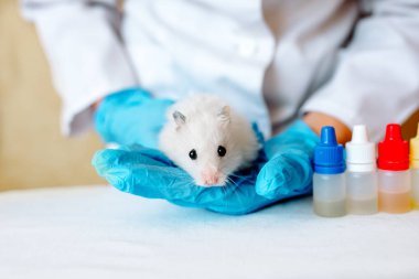 Veteriner Doktor bir onay küçük bir hamster uyduruyor. Veteriner kavramı.