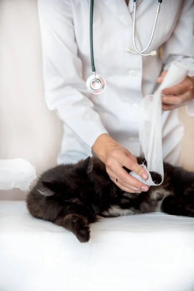 The veterinarian imposes a bandage on the damaged leg of the cat