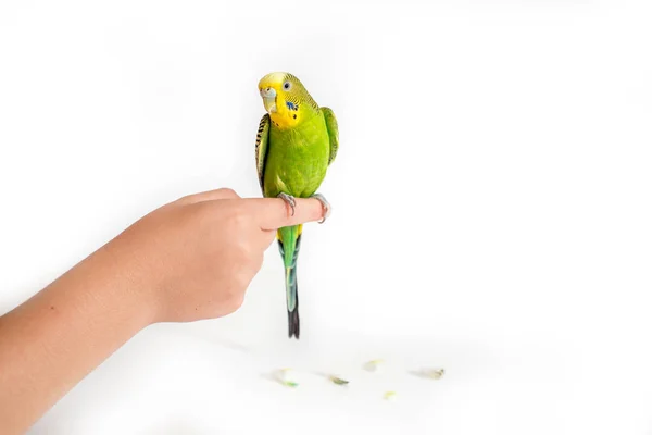 Blandning av fågelfrön och nötter för papegojor. Textur mönster närbild detalj makro. Abstrakt bakgrund. — Stockfoto