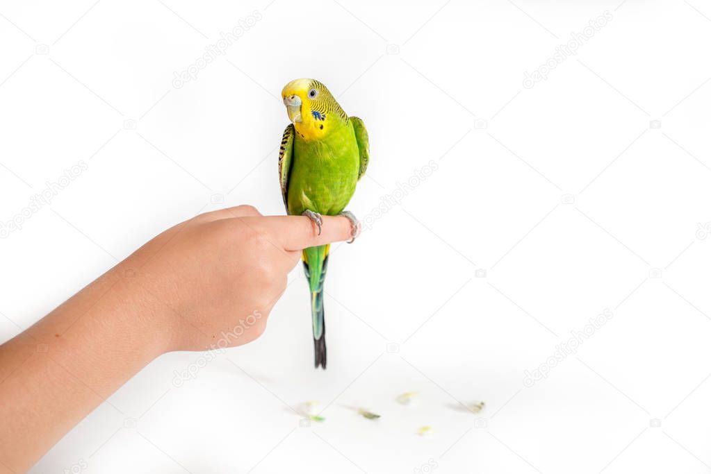 Mixture of Bird seeds and nuts for parrots. Texture pattern close up detail macro. Abstract background.