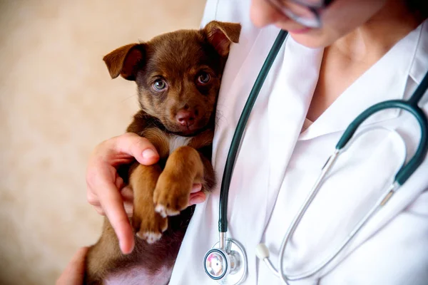 Veteriner hastanede bir köpek yavrusu inceler. Küçük köpek hastalandı. usta bir doktorun elinde köpek yavrusu.