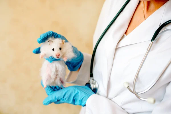 Sevimli hamster holding sahibi elleri. Profesyonel Veteriner doktor stetoskop ile evde beslenen hayvan teşhis. Hayvan muayene veteriner kliniğinde. Eldiven ve üniforma giyen doktor.