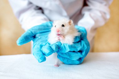Sevimli hamster holding sahibi elleri. Profesyonel Veteriner doktor stetoskop ile evde beslenen hayvan teşhis. Hayvan muayene veteriner kliniğinde. Eldiven ve üniforma giyen doktor.