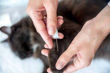 Farsça kedi ile veteriner Doktor veteriner Kliniği