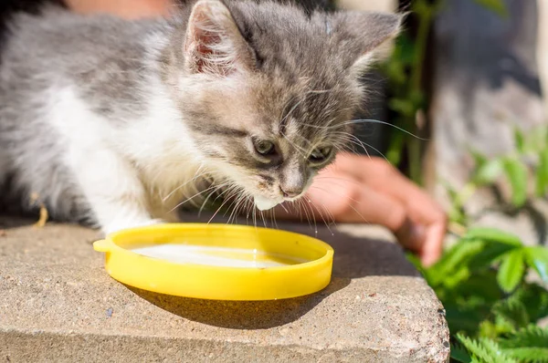 Graue Katze trinkt Milch vom Teller — Stockfoto